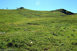 Grasmatten bei Laui