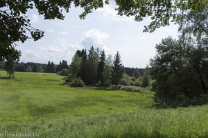 Einblicke in die empfindliche Hochmoorlandschaft von Lindenberg