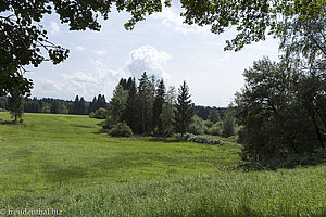 Einblicke in die empfindliche Hochmoorlandschaft von Lindenberg