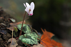 Alpenveilchen im Wald von Zypern