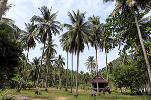 Palmenhain auf Ko Ngai