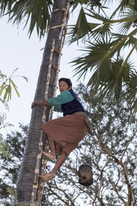 Arbeiter klettert auf Palmyrapalme - Palmzucker Plantage