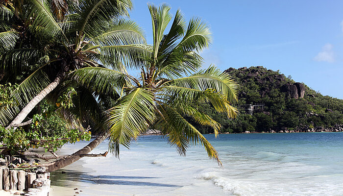 Palmen an der Anse Volbert Côte d'Or