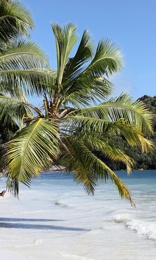 Anse Volbert bei Flut