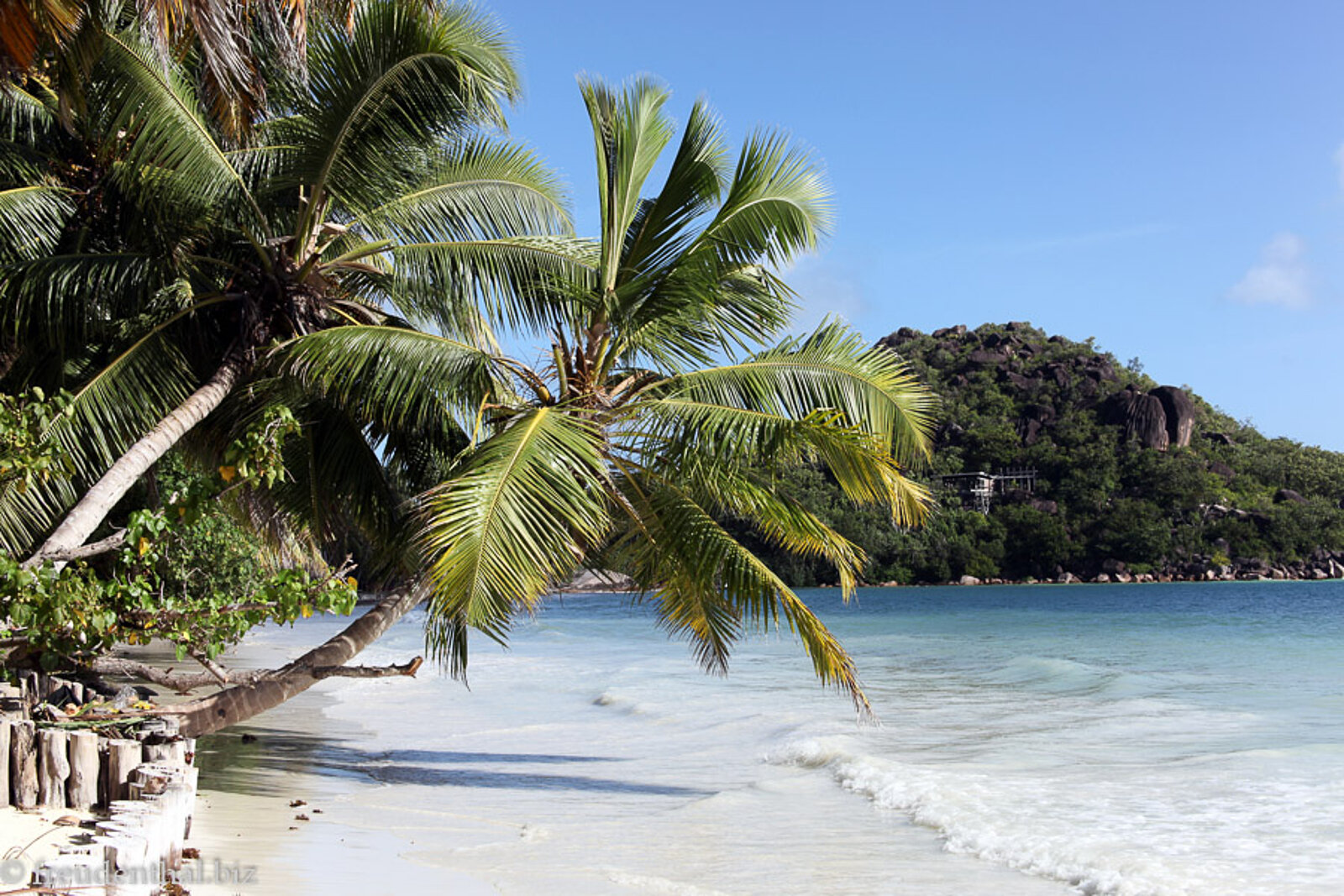 Palmen hängen über den Strand der Anse Volbert bei Praslin, Seychellen