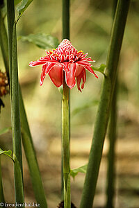 noch eine schicke Blüte im Asa Wright Nature Centre