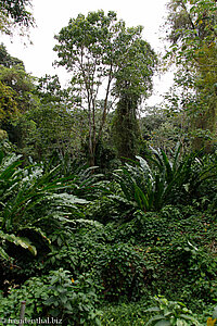 Blick in den Wald beim Nature Centre