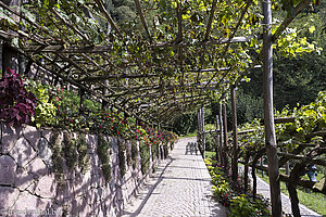 Weinreben im Garten von Trauttmansdorff