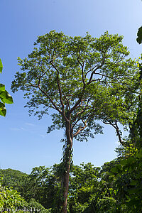 Wandern durch den Regenwald des Tayrona Nationalparks