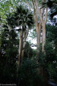 Palmen im Botanischen Garten