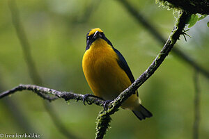 Dickschnabelorganist (Euphonia laniirostris)