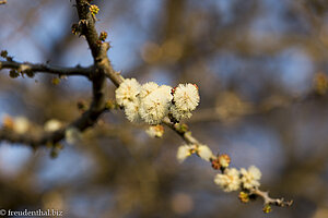 Blüten am Baum in Südafrika