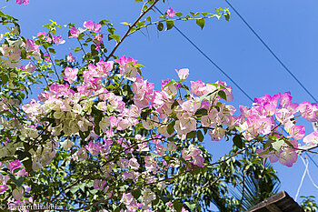 Bougainvillea in den Gassen von Dala