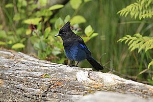 blauer Vogel - Steller`s Jay -Diademhäher - Cyanocitta stelleri