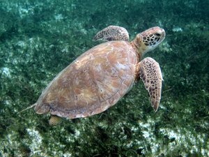 Grünschildkröte bei Baradol, Tobago Cays