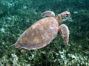 Grünschildkröte bei Baradol, Tobago Cays