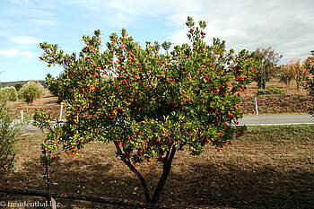 Litchibaum (Litchi chinensis) auf Sardinien