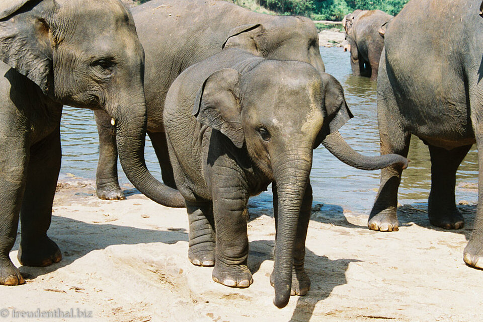 kleiner Elefant beim Elefantenwaisenhaus Pinnawela