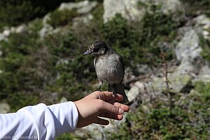 zahmer Vogel auf der Hand - Blackcomb