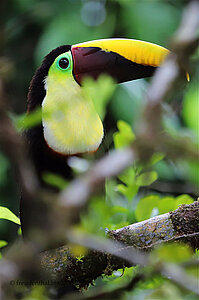 Swainson Tukan - Ramphastos swainsonii