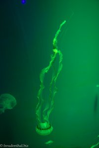 Qualle Malaysian sea nettle (Chrysaora Chinensis)