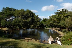 Teich im Casela Nature Park