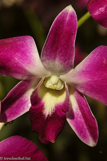 Orchideenblüte in einem Laden nahe Damnoen Saduak