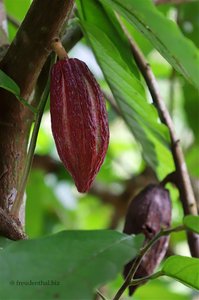 Kakao bei Boca Tapada