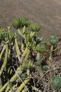 Balsam Wolfsmilch - Euphorbia balsamifera