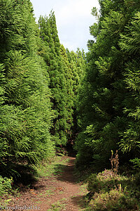 Rückweg von den Mistérios Negros durch den Wald zur Gruta do Natal