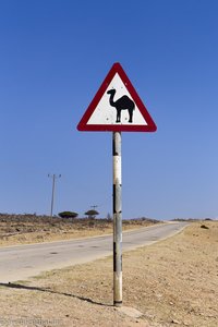 Achtung Kamele in den Höhen des Jabal Samhan im Oman
