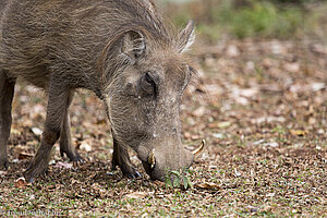 das andere Warzenschwein sucht bereits leckere Happen.