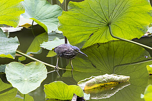 Reiher im Jardin d'Eden