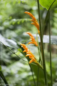 Blüte im Dschungel des Botanischen Gartens von Quindio