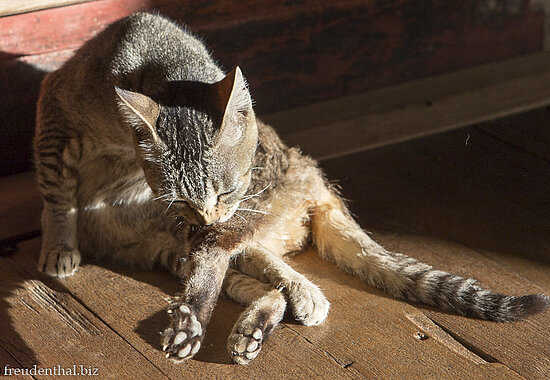 Katze im Nga Phe Chaung Kloster