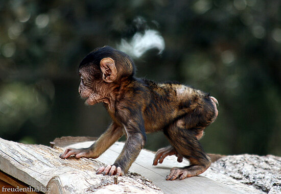 Junger Berberaffe