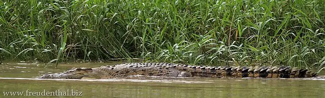 Leistenkrokodil am Sungai Kinabatangan