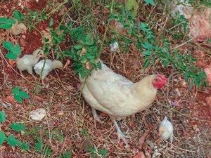Hühnerfamilie im Dorf Kaleücagiz