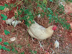 Hühnerfamilie im Dorf Kaleücagiz