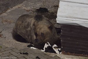 Der Braunbär hat Beute gemacht am Vidraru See in Rumänien