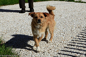 Wachhund Tintin aus dem Wanderführer