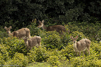 Hirsche bei der Diana Dea Lodge