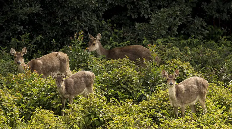 Hirsche bei der Diana Dea Lodge