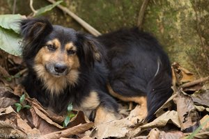 geselliger Hund sitzt mitten im Wald