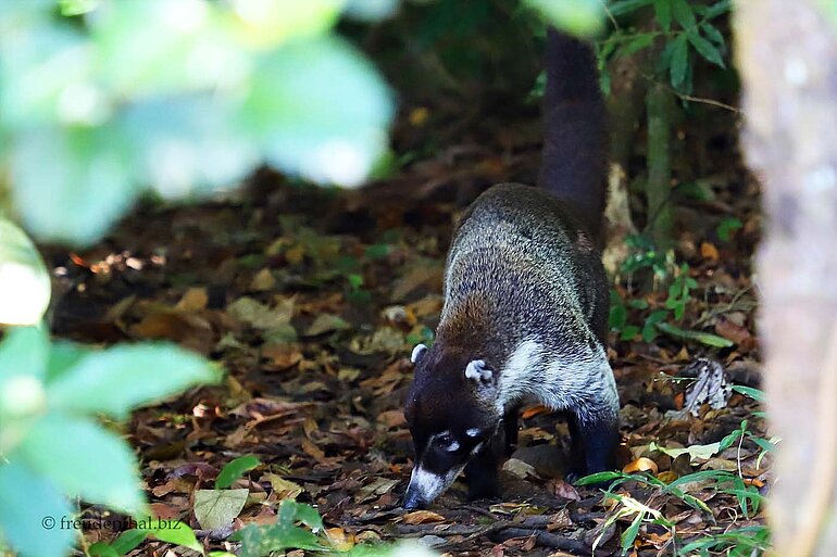 Auf Futtersuche - Ein Pizote oder Nasenbär