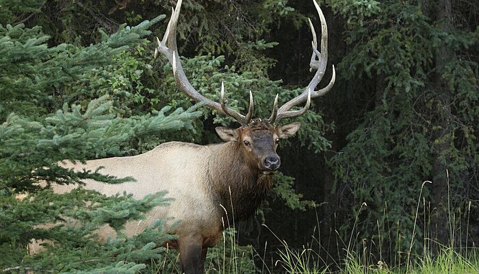 Wapiti-Hirsch im Jasper Nationalpark Kanada