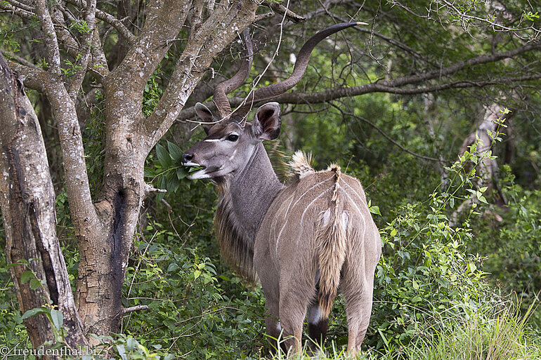 Kudu im iSimangaliso Wetland Park Kudu im iSimangaliso Wetland Park
