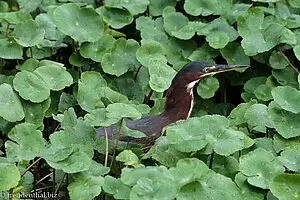 Nacktkehl-Reiher (Tigrisoma lineatum)