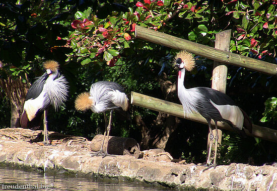 Kronenkraniche im Casela Nature Park