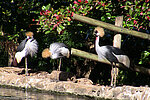 Kronenkraniche im Casela Nature Park